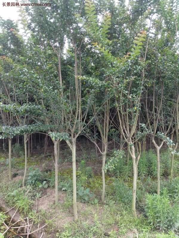 紫薇樹多少錢一棵？