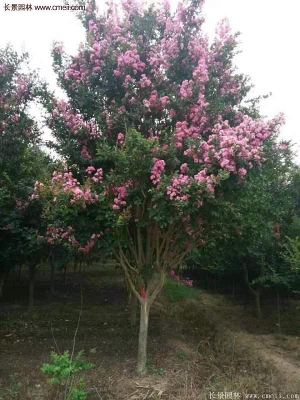 紫薇樹多少錢一棵？