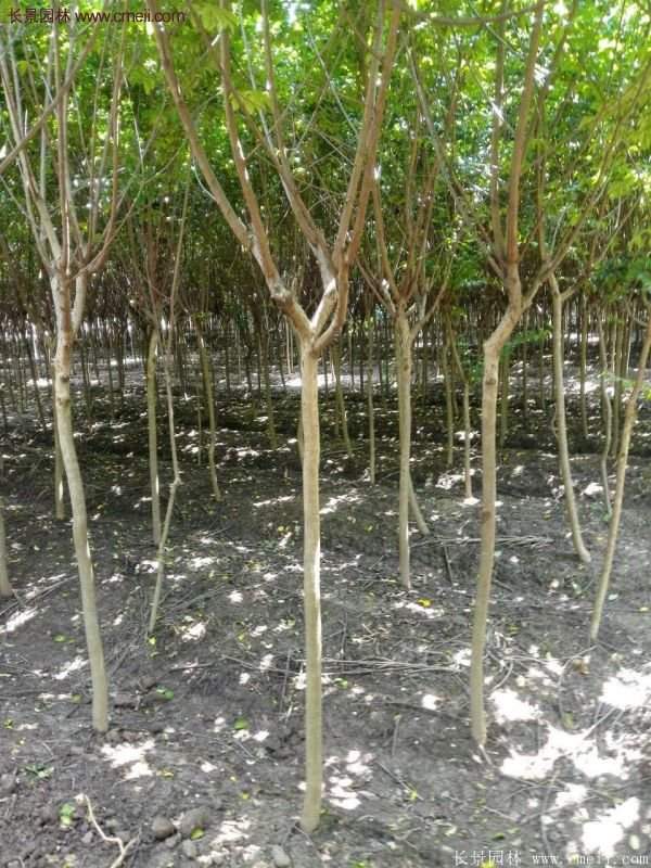 紫薇樹多少錢一棵？