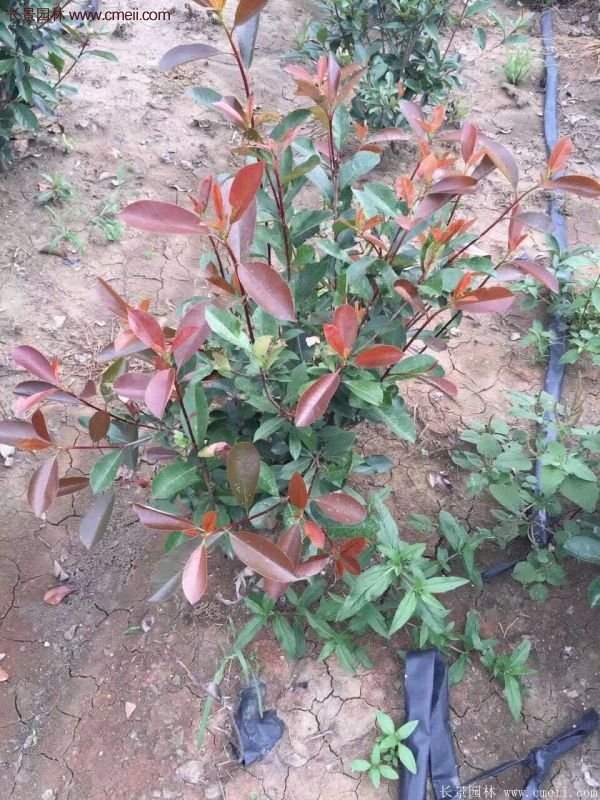 沭陽(yáng)紅葉石楠基地 沭陽(yáng)紅葉石楠基地