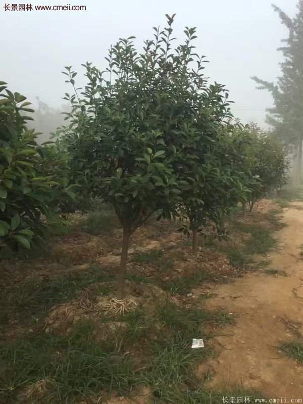 沭陽基地的紅葉石楠球、高桿紅葉石楠