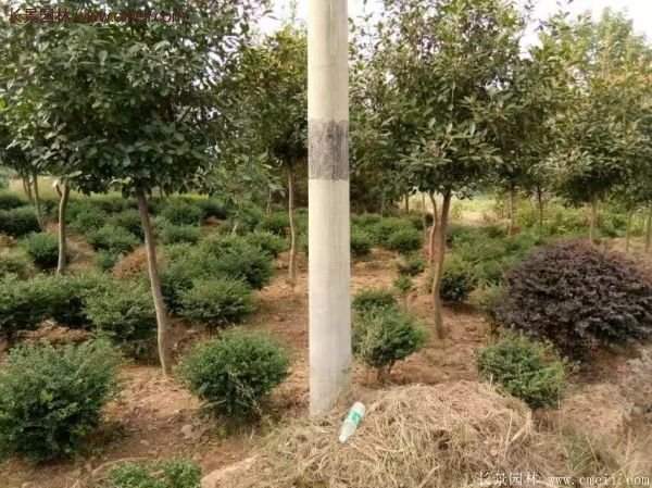 沭陽基地的紅葉石楠球、高桿紅葉石楠