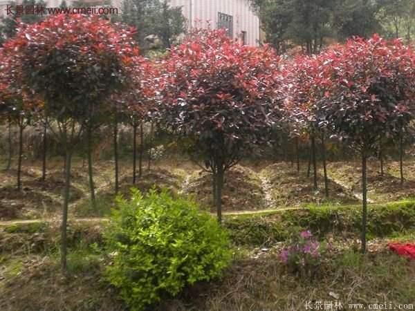 沭陽基地的紅葉石楠球、高桿紅葉石楠