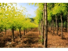 黃金槐10公分多少價(jià)格？