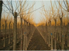 黃金槐10公分的價(jià)格，長景園林低價(jià)供應(yīng)