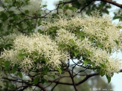 流蘇的價(jià)格   流蘇多少錢(qián)一棵  流蘇哪里便宜