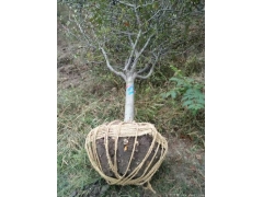 哪里的垂絲海棠苗價格比較低？