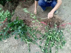 50公分大葉黃楊市場(chǎng)較低價(jià)出售