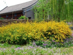 <font color='#FFFF00'>產(chǎn)地直銷的棣棠球多少錢一棵？</font>