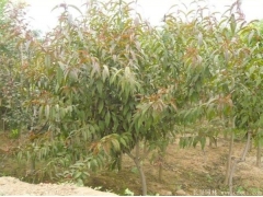 哪里有碧桃樹出售，最常用的規(guī)格多少錢一棵能