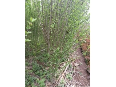 木槿價(jià)錢(qián)哪里最便宜，就來(lái)華東大型產(chǎn)地