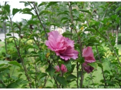 常用的小木槿價(jià)格多少錢(qián)一棵，買(mǎi)木槿點(diǎn)這里