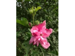 供應(yīng)4公分木槿，數(shù)量有30萬(wàn)棵