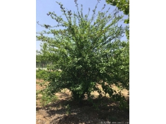 正宗紅花木槿，1~8公分規(guī)格齊全，分枝多冠幅大