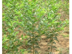 3~18公分日本櫻花樹，海量現(xiàn)貨直銷，價(jià)格全國最