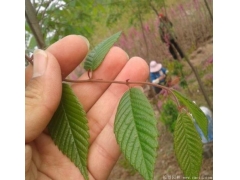 櫸樹生長速度快嗎？