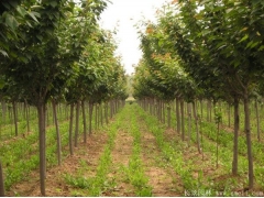 綠化苗木櫻花去哪里購買？