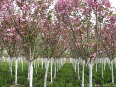 低價供應(yīng)6公分櫻花樹苗，只有你想不到，沒有我