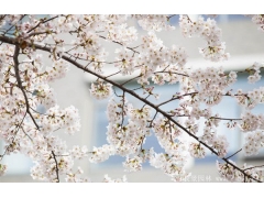 櫻花樹苗哪里有賣？麻煩推薦一家大型，有誠信