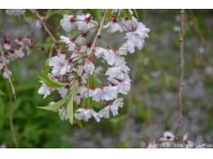 2020下半年最新12公分櫻花價格是多少錢一棵？