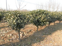 「單桿大葉黃楊」新的獨(dú)桿大葉黃楊樹(shù)_價(jià)格_圖片