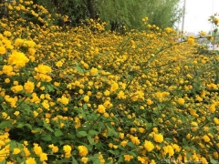 棣棠多少錢一棵？