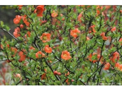 日本貼梗海棠多少錢？