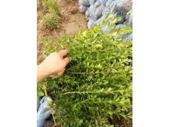 30公分40公分50公分小葉黃楊價(jià)格多少錢一棵？