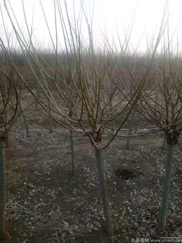 紅梅樹(shù)紅梅花圖片基地實(shí)拍