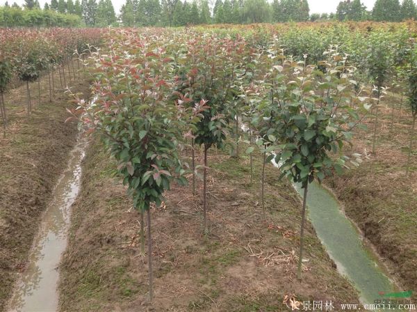 西府海棠圖片基地實拍