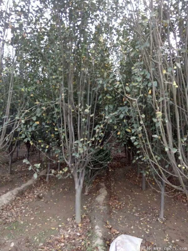 西府海棠圖片基地實(shí)拍 西府海棠圖片基地實(shí)拍