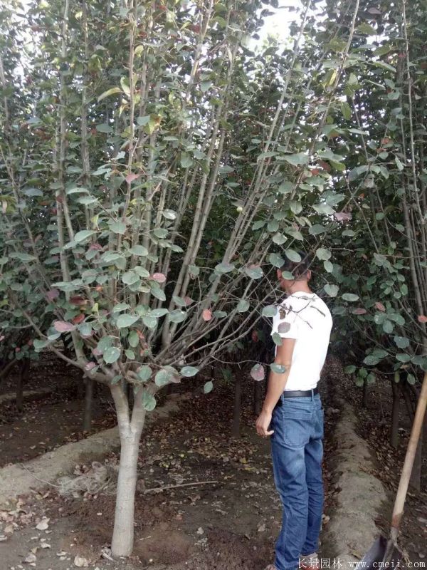 西府海棠圖片基地實(shí)拍 西府海棠圖片基地實(shí)拍