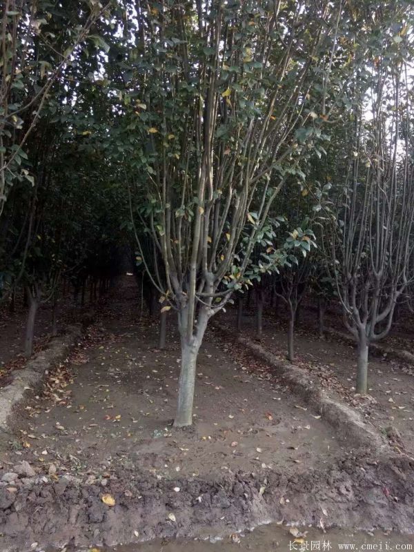 西府海棠圖片基地實(shí)拍 西府海棠圖片基地實(shí)拍