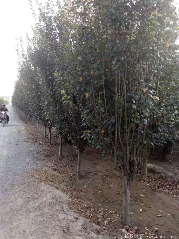 西府海棠圖片基地實(shí)拍 西府海棠圖片基地實(shí)拍
