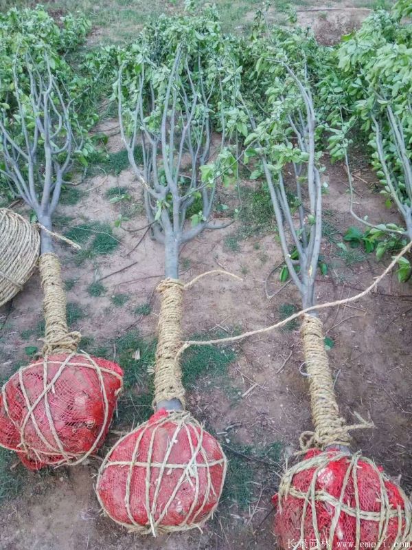 西府海棠圖片基地實(shí)拍 西府海棠圖片基地實(shí)拍