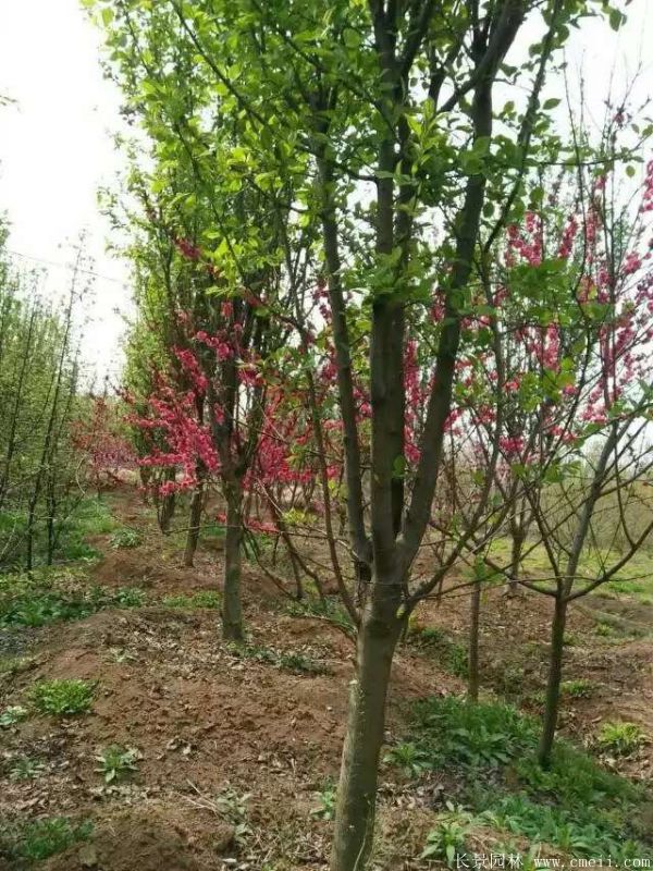 西府海棠圖片基地實(shí)拍 西府海棠圖片基地實(shí)拍