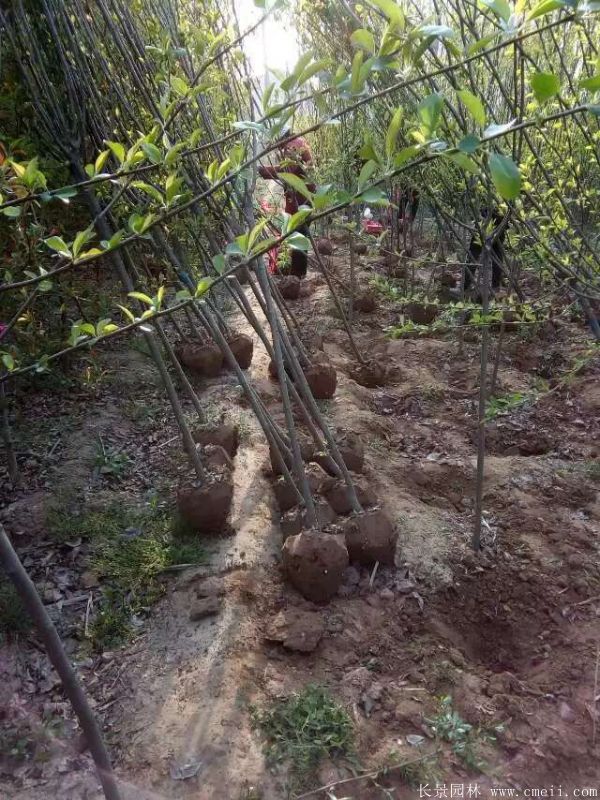 西府海棠圖片基地實(shí)拍 西府海棠圖片基地實(shí)拍