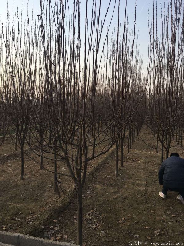 西府海棠圖片基地實(shí)拍 西府海棠圖片基地實(shí)拍