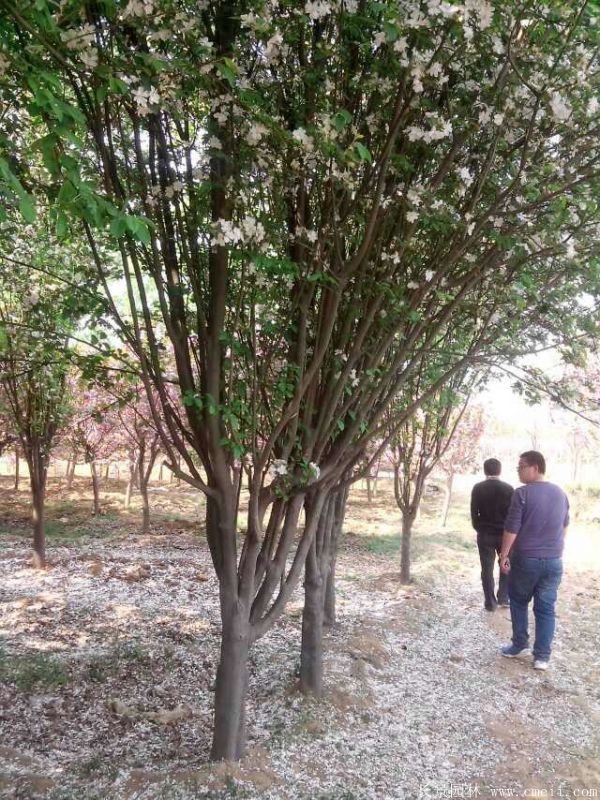 西府海棠圖片基地實(shí)拍 西府海棠圖片基地實(shí)拍