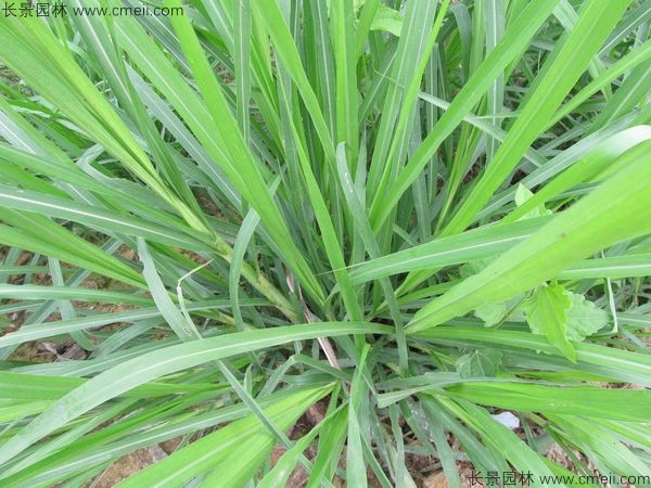 高產(chǎn)牧草皇竹草圖片 高產(chǎn)牧草皇竹草圖片