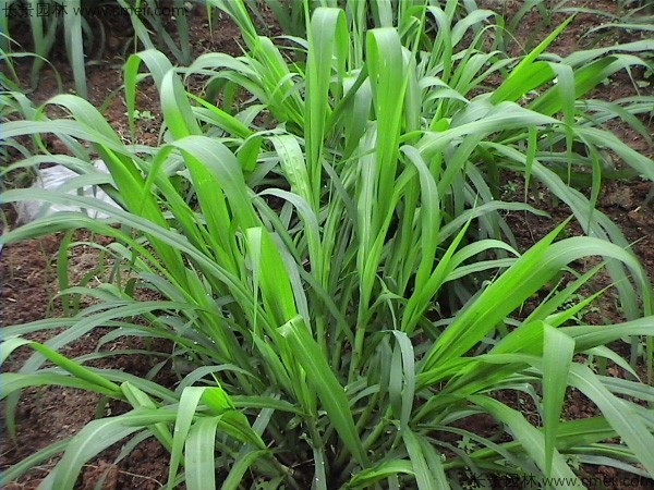 高產(chǎn)牧草皇竹草圖片 高產(chǎn)牧草皇竹草圖片