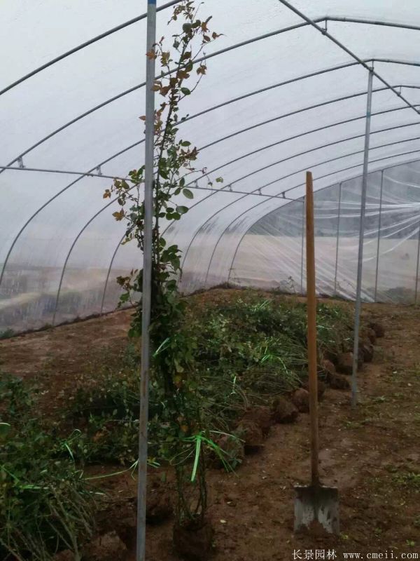 藤本月季圖片基地實(shí)拍