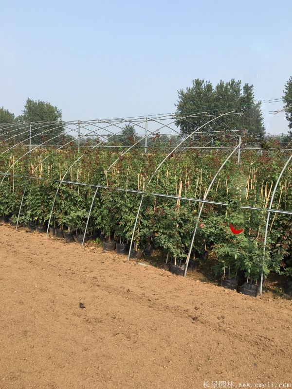 藤本月季圖片基地實(shí)拍 藤本月季圖片基地實(shí)拍