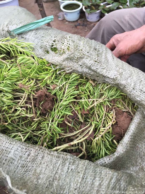 佛甲草基地實拍圖片 佛甲草基地實拍圖片