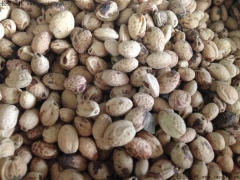 一斤櫻花種子能出多少棵苗？