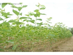 櫻花苗價(jià)格哪家比較低？