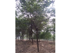 2017年櫸樹行情及價格，關注全國較大的櫸樹產區(qū)