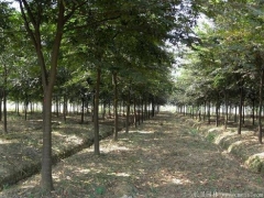 2020櫸樹價格報價表，出自全國較大的櫸樹產區(qū)