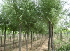 柳樹價(jià)格這家最實(shí)惠了！