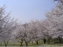 櫻花樹苗8_10公分價格近日來有所上漲，入手要快